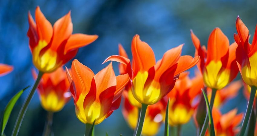 Photo Colorful tulips